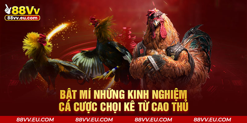 Bật mí những kinh nghiệm cá cược chọi kê từ cao thủ