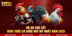 Đá Gà Cựa Sắt - Hình Thức Cá Cược Hot Hit Nhất Năm 2025